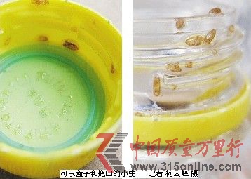 可樂(lè)蓋子和瓶口的小蟲 記者柯云峰攝 可樂(lè)蓋子和瓶口的小蟲 記者柯云峰攝
